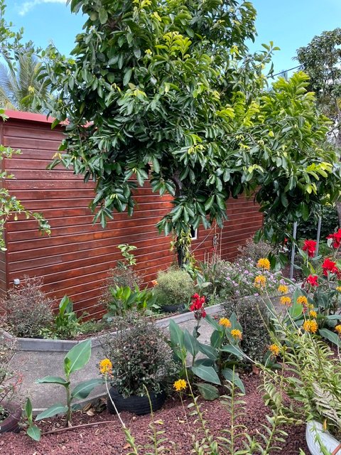 Jardin et bardage bois